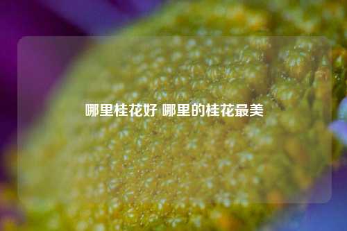 哪里桂花好 哪里的桂花最美