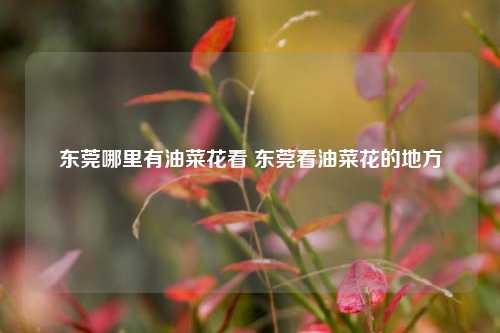 东莞哪里有油菜花看 东莞看油菜花的地方