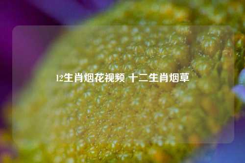 12生肖烟花视频 十二生肖烟草