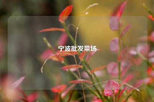 宁波批发菜场